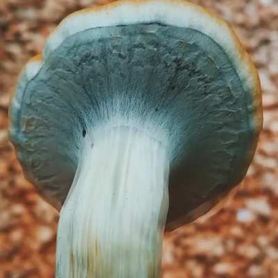 BURMA Veil Porn