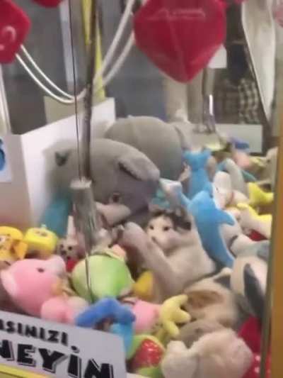 To hide