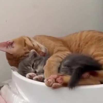 Baby chonk cuddling with mama chonk
