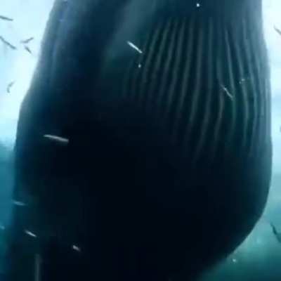 Whale having some sardines for breakfast