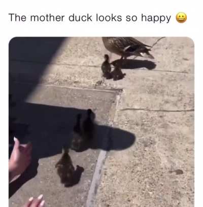 She saved the little ducklings!