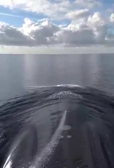 My boat transiting with dolphins. Outbound Pearl Harbor