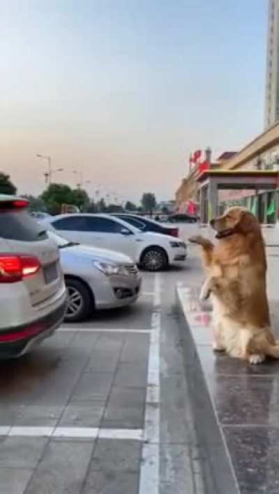 Barking Sensor