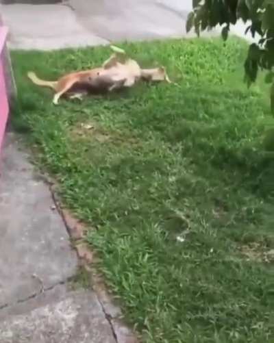 When you're small you've got to have some tricks up your sleeve