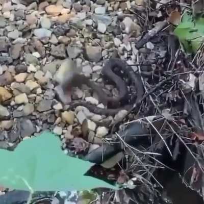 "Puedo salvar a este pez"