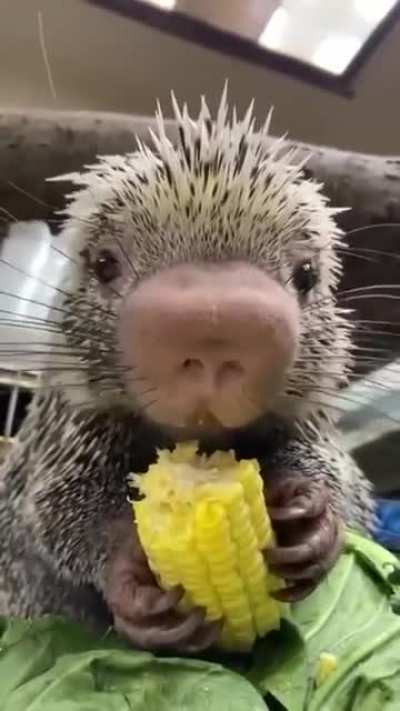 Aww