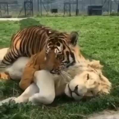 Котики