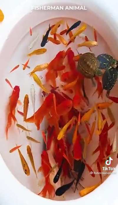 If it isn&rsquo;t animal abuse to force all these different animals in one &ldquo;fish tank&rdquo; I don&rsquo;t know what is. This is so hard to watch. Please help by reporting this on tiktok.