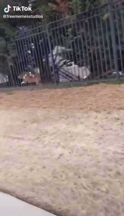 A puppy’s revenge