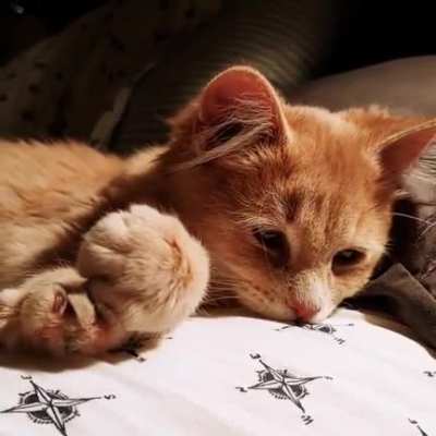 Say hello to Cashew