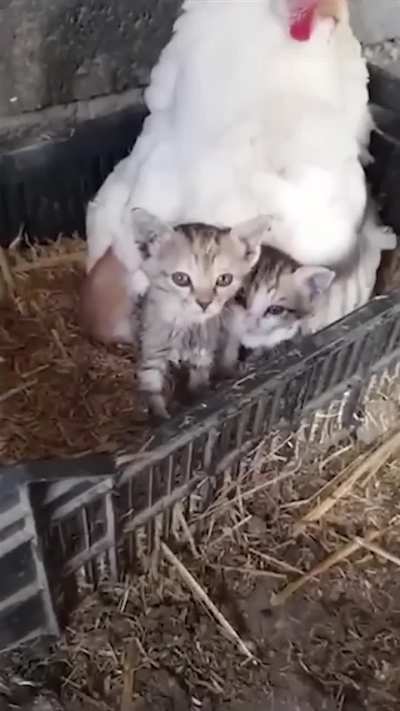 Which came first?