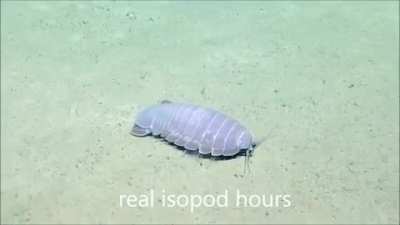 Real isopod hours