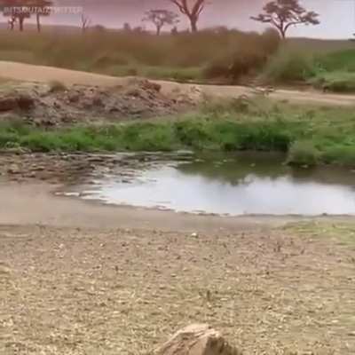 gazela dribla e manda uma leoa para outra dimens&atilde;o