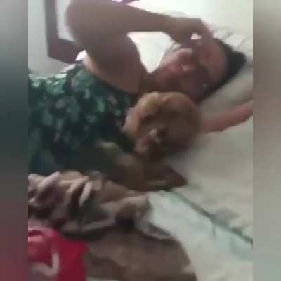 metade do chat ai