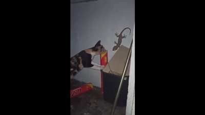 8 of the cat's lives flashed before its eyes