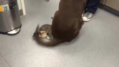 Not a tail rodeo little kitty