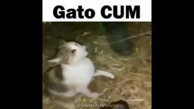 Gato CUM