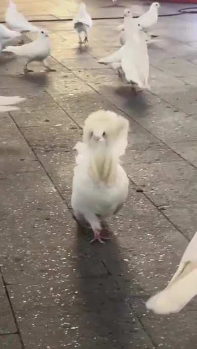 It's called fashion, look it up
