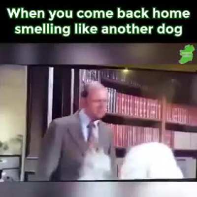 Good doggy