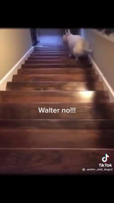 Excited Doggo