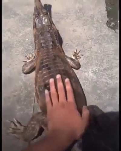 I don&rsquo;t like gharials anymore