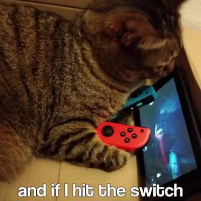 Gato
