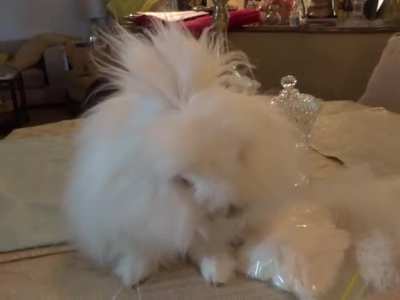 Meet Marie - having a good face wash after a nice groom. She like to tell us she can do it better than we can.