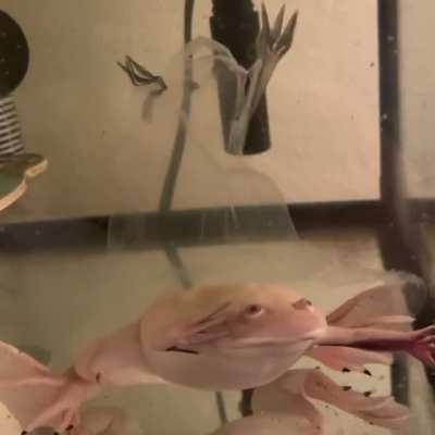 FRogS sOuL lEAveS iTS FUCkiNg BoDY