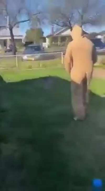Just kangaroos being kangaroos