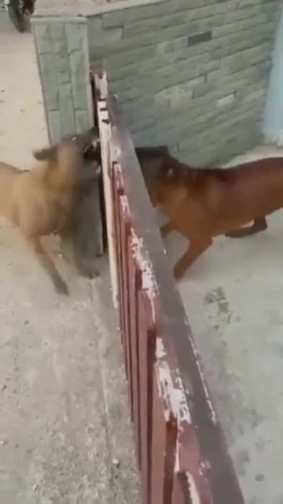 Raiva, de boa, raiva, de boa