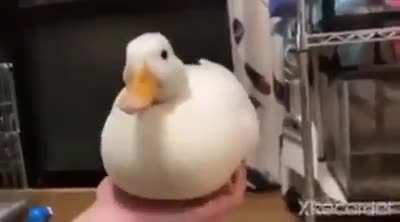 &Acirc;&iquest;Recordais los videos de discord en los que desaparecia el mensajr un rato y reaparecia? Pues ahora tambien esta en reddit