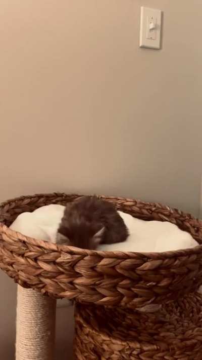 A year ago, we got Pippin. Today, we got Merry.