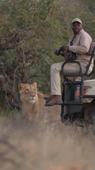 I definitely saw a lioness! Where the Hell did she go?! Oh s#*&yen;!