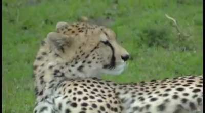 Cheetahs don&rsquo;t roar like lions and tigers. Since they don&rsquo;t have a hyoid bone like other big cats, they can purr and also sound like this!