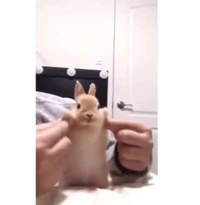 No Rick Roll here, just cute bunny, no seriously, it's not a Rick Roll.