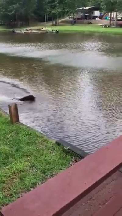 Poor Dog 😢😭