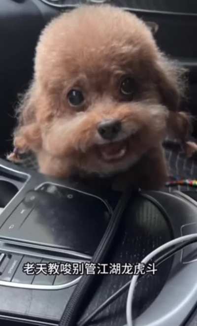 dog