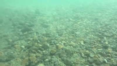 Vicious sea creature surprises diver