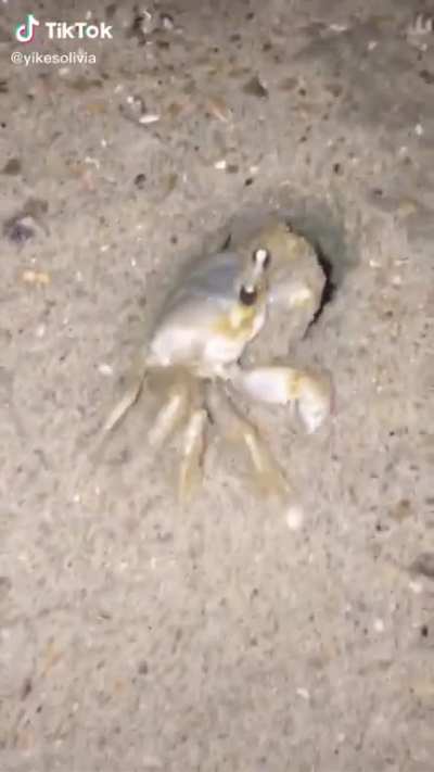 A claw full of sand