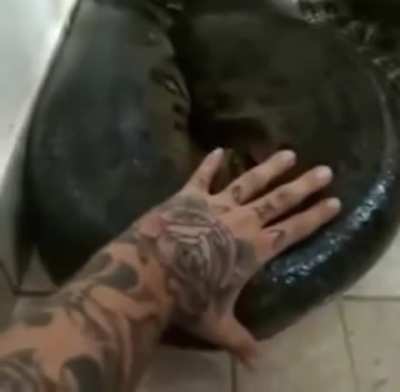 Man checks anaconda&rsquo;s size that entered his home with smart scaling method.