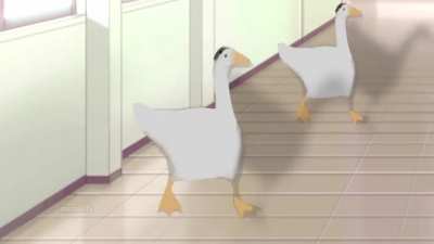 pato.