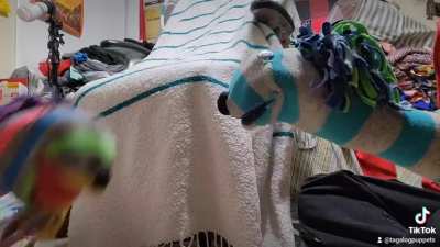 Teaching my husband to speak tagalog using puppets