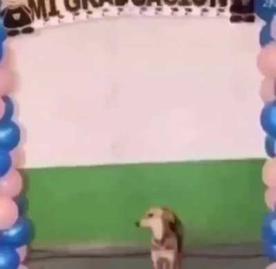 T&uuml;rkiye de k&ouml;pek olmak da zor
