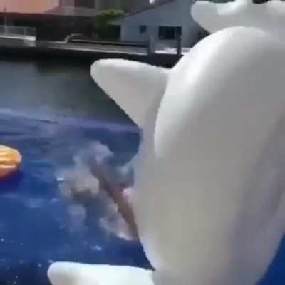 Rumor has it there is a swan in this GIF...I don&rsquo;t see it