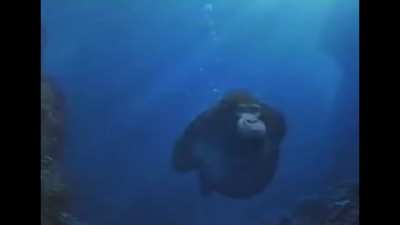 Monke Swimming in paradise