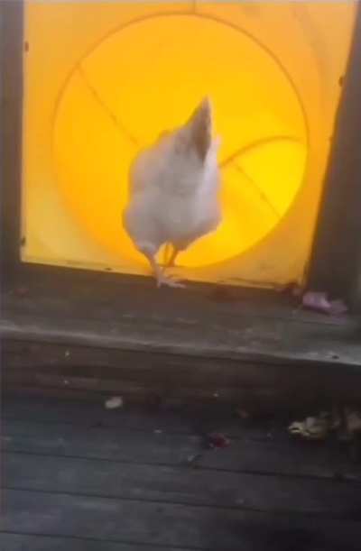 Chicken slide