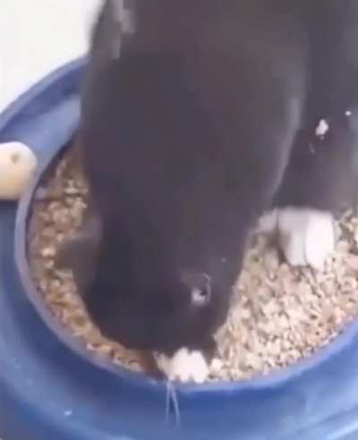 Cat Slap