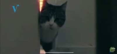 Meow