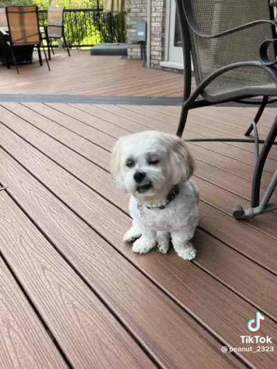 this dog reminds me of danny