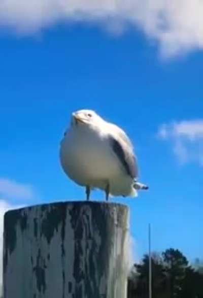 Seagulls need to cool down a bit